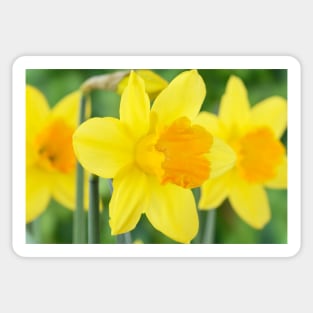 Narcissus  &#39;Armada&#39;   Division 2 Large-cupped Daffodil Sticker